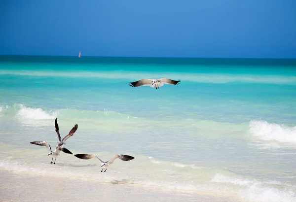 Чайки Летять Над Карибським Морем Кубі — стокове фото