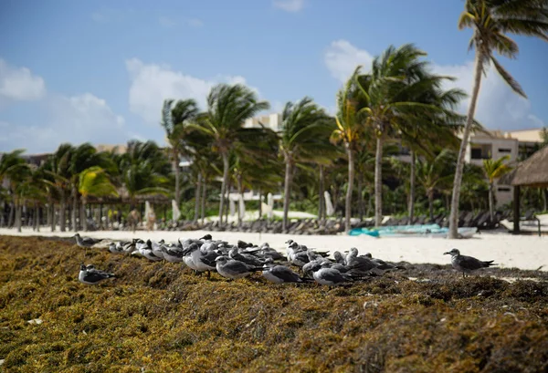 Чайки Сідають Водорості Пляж Канкуні — стокове фото