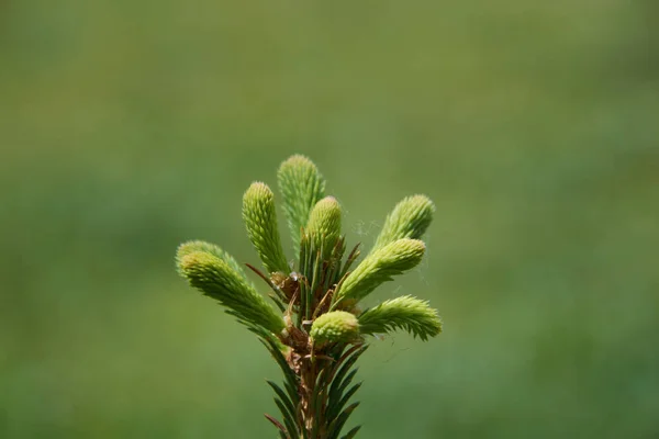 Genç iğne demetleri