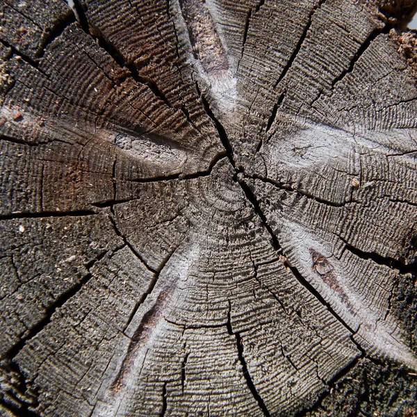 Ağaç gövdesinin kesiti