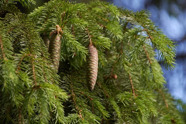 Pine Branch Cones — Stock Photo, Image