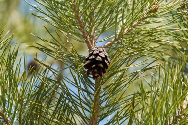 İğne dalında çam kozalağı