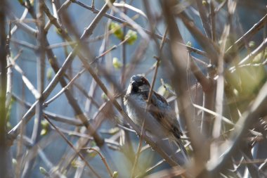 Serçe çalılıklarda oturur.