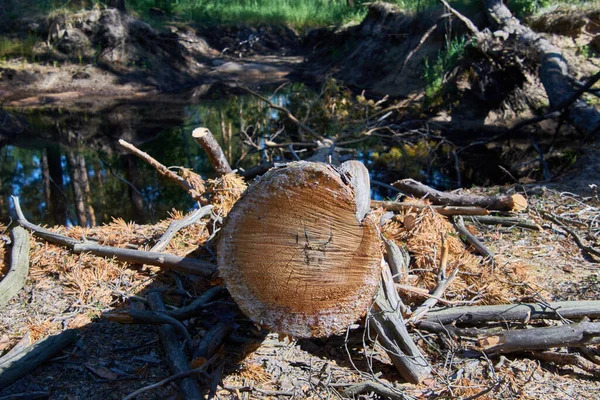 Gefällter Baum Wald Liegt Wasser — Stockfoto