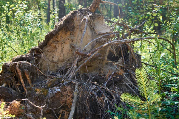 Ağaç kökleri topraktan çıktı.