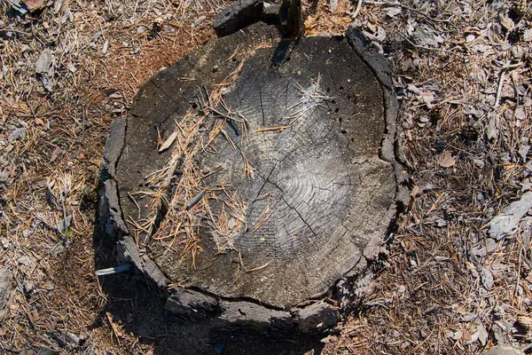 Plan görünümündeki eski kütük