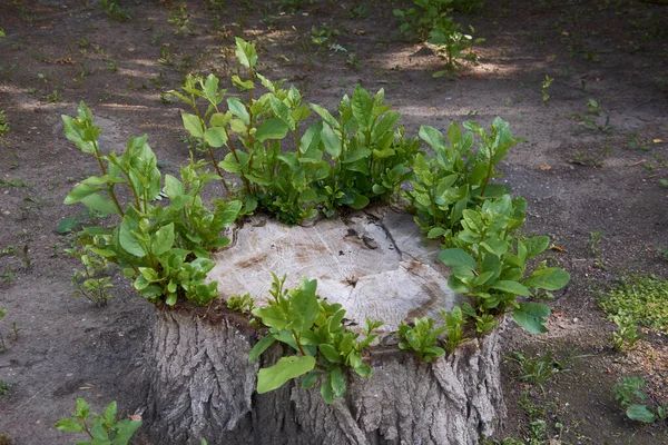 Genç yeşil kavak filizleri
