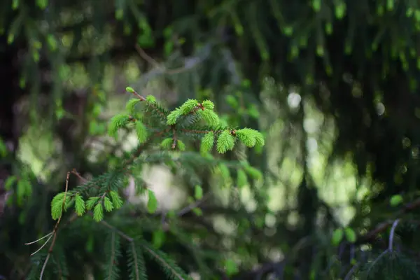 Köknar ağacının genç iğneleri