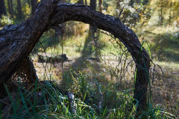 Ağacın kökünden kavis