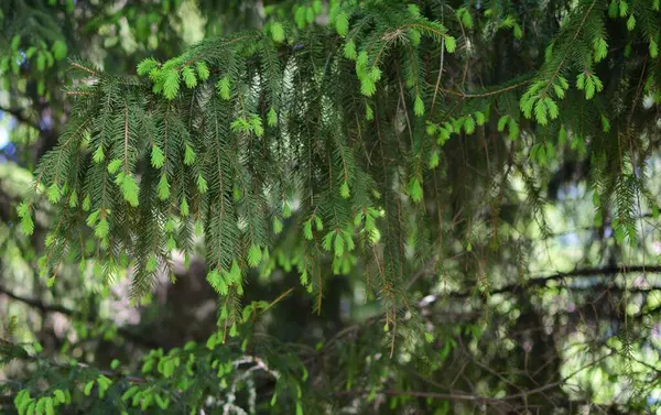 Taze köknar ağacı iğneleri sarkıyor