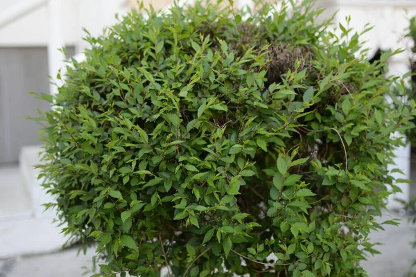 Yeşil yapraklı küresel çalı