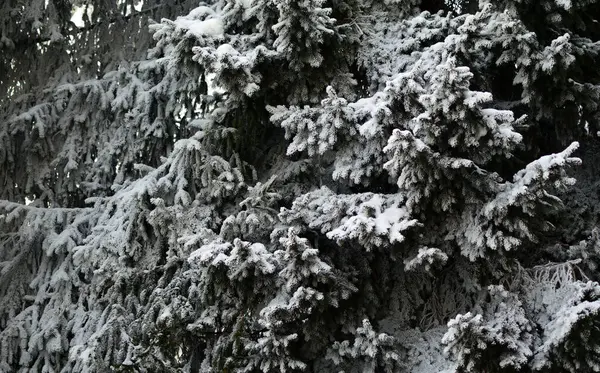 köknar ağacı sert bir donla kaplandı.