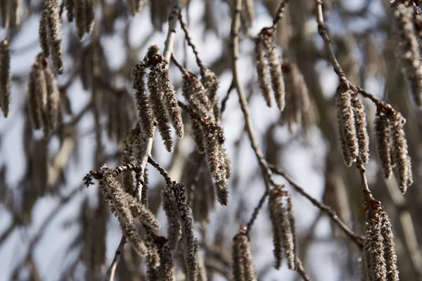 Yeşil yapraklı küresel çalı