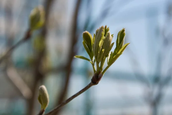 Bir dalda genç yeşil broşürler
