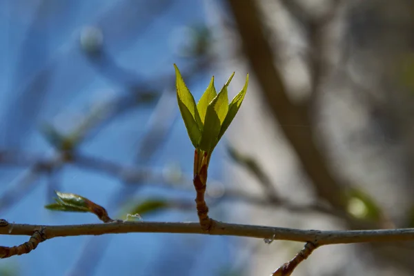 Genç broşürler güneş ışınlarından bir taç oluşturur.