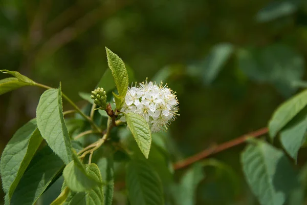 Bir elma ağacının çiçek açması