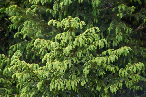 Beaucoup Jeunes Aiguilles Sur Branche Épinette — Photo