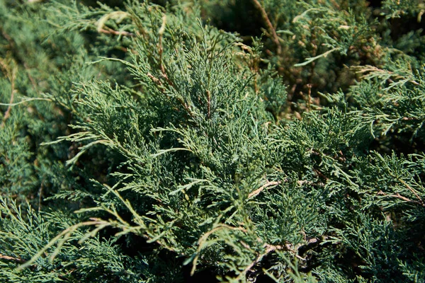 Groene Jeneverbes Bij Zonlicht Sluiten — Stockfoto