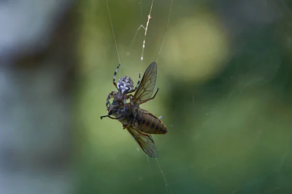 Örümcek ve alet sineği.