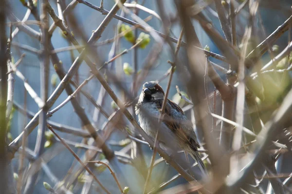 Serçe çalılıklarda oturur.
