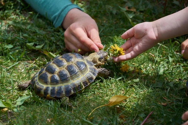 아이들이 손으로 거북을 먹이고 스톡 사진
