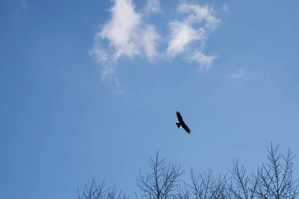 Yükselen uçurtma, bir bulut ve ağaç