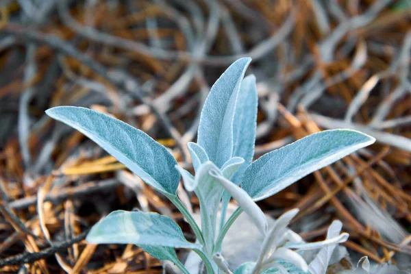 Çam ormanında bitki yetiştirmek