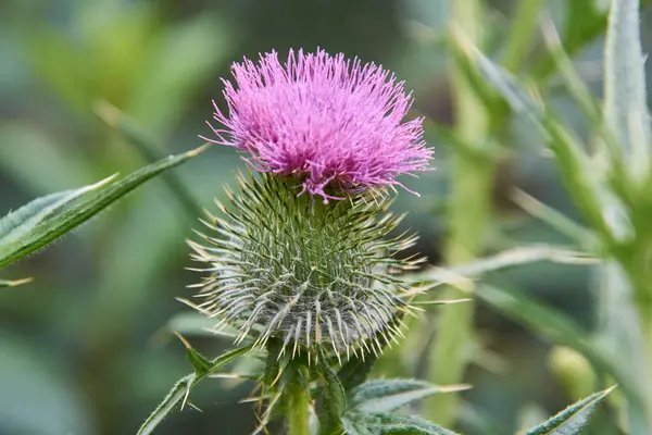 Pink Thistle Flower Bloomed — Stock Photo, Image