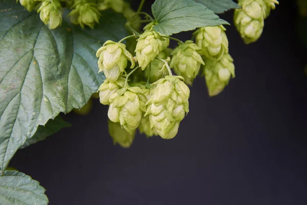 Sekmelerin siyah arkaplandaki dalı