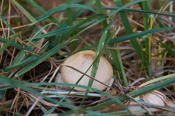 Çimlerin üzerinde orman mantarı