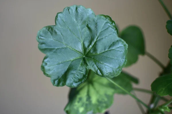 sardunyanın yeşil yaprağı