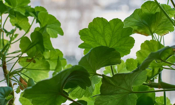 bir pencerede yeşil yapraklar