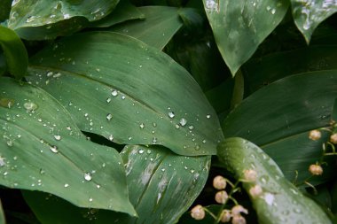 Sabit hat yapraklarına yağmur damlaları düşer