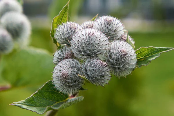 Bir dulavrat otunun dikenleri