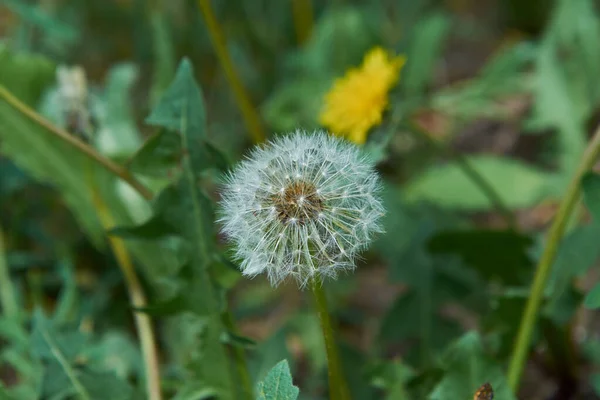 Karahindiba tohumları uçuşa hazır.