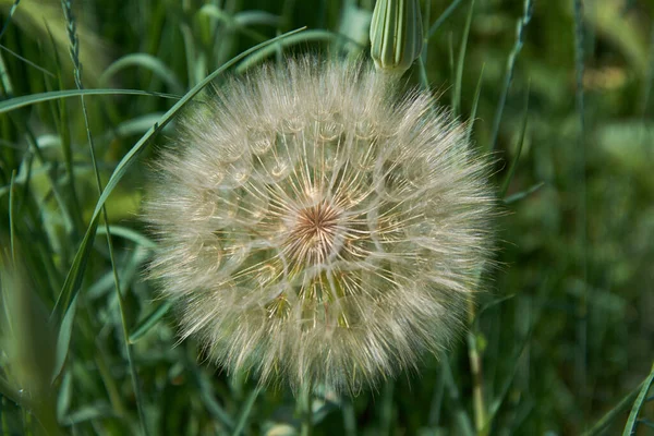 Huge Dandelion Fluffy Seeds — Stock Photo, Image