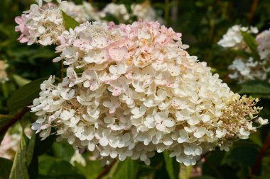 bir ortancanın beyaz infloresansı