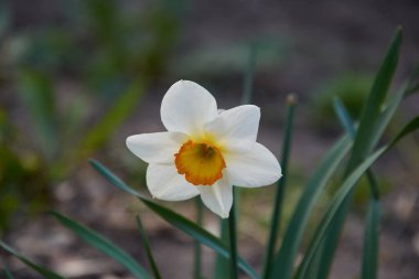 Turuncu ortadaki beyaz narsisli.