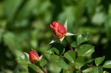 Garddaki kırmızı gül