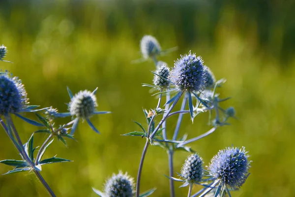 Blue Thistle Field — Stock Photo, Image