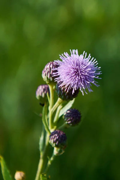 Purple Thistle Meadow — Stock Photo, Image