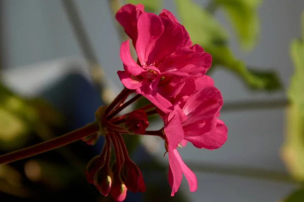 Güneşin altında bir pencerede kırmızı çiçek