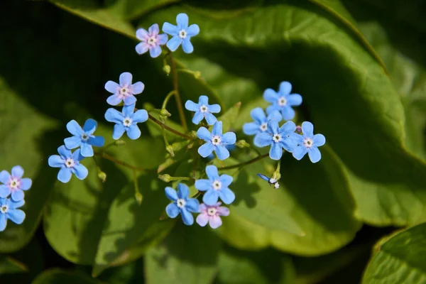 Beş yapraklı mavi çiçekler