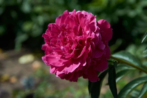 Rosa Pion Solens Strålar — Stockfoto