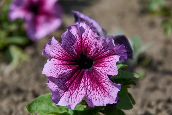Большой Фиолетовый Цветок Красными Ожогами — стоковое фото