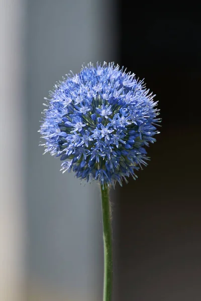 Kogelvormige Blauwe Bouton Bloem — Stockfoto