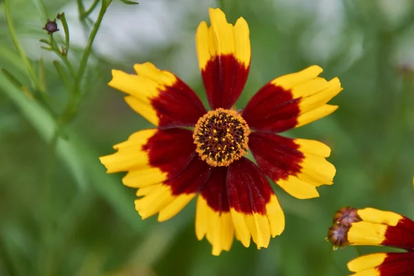 Flor Vermelho Amarelo Close — Fotografia de Stock