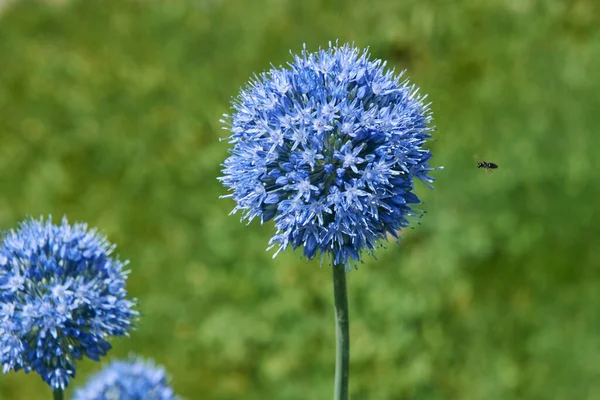 Inseto Voa Para Uma Flor Azul — Fotografia de Stock