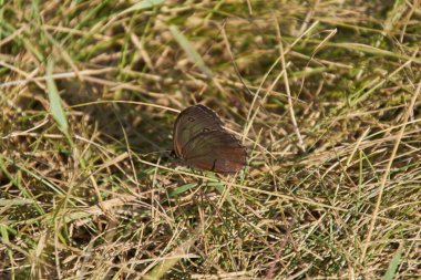 Kelebek çimlerin üzerinde
