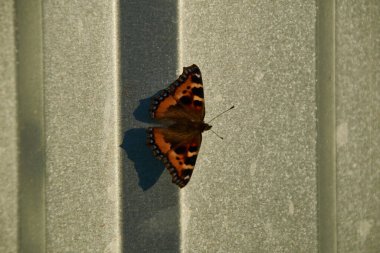 Kelebek metal bir yüzeye oturur.